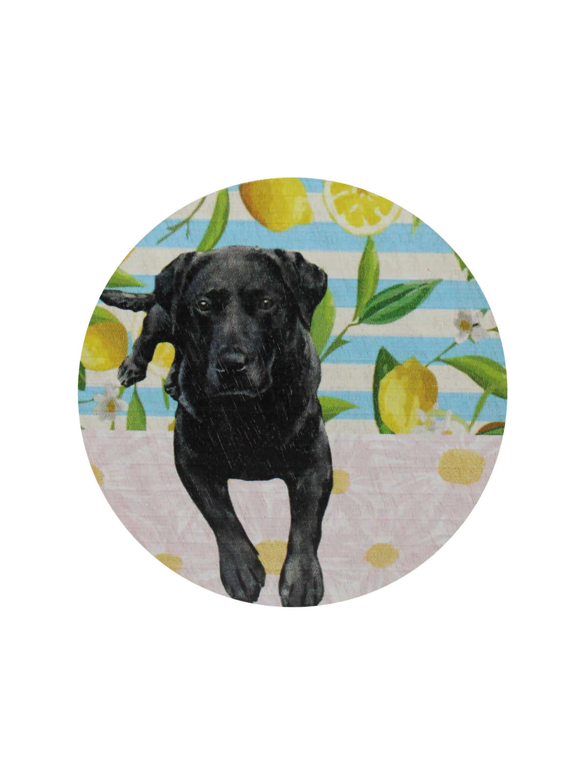 Scented Sand + Paws Tropical Citrus 12 oz scented candle