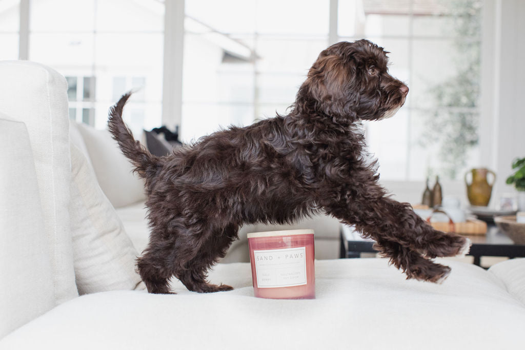 Scented Sand + Paws Goji Berry 21 oz scented candle