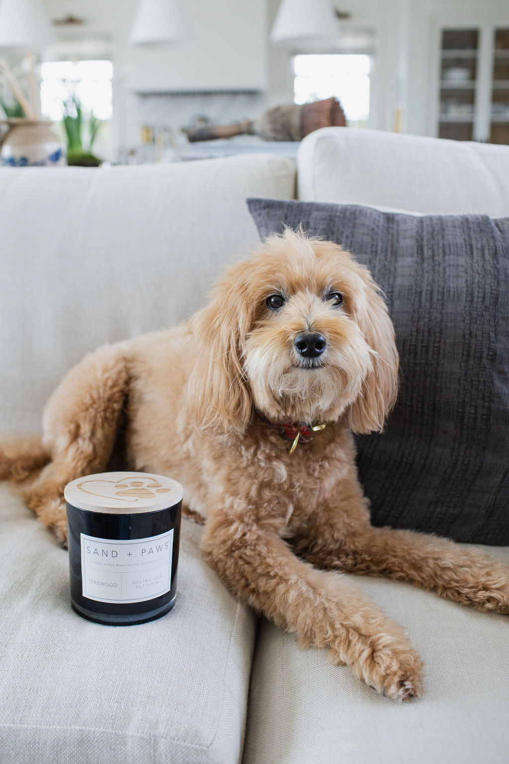 Scented Sand + Paws Teakwood 21 oz scented candle