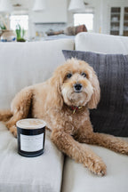 Scented Sand + Paws Teakwood 21 oz scented candle
