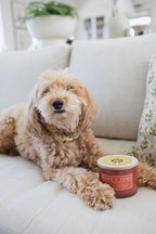 Scented Sand + Paws Apple Spice 12 oz scented candle