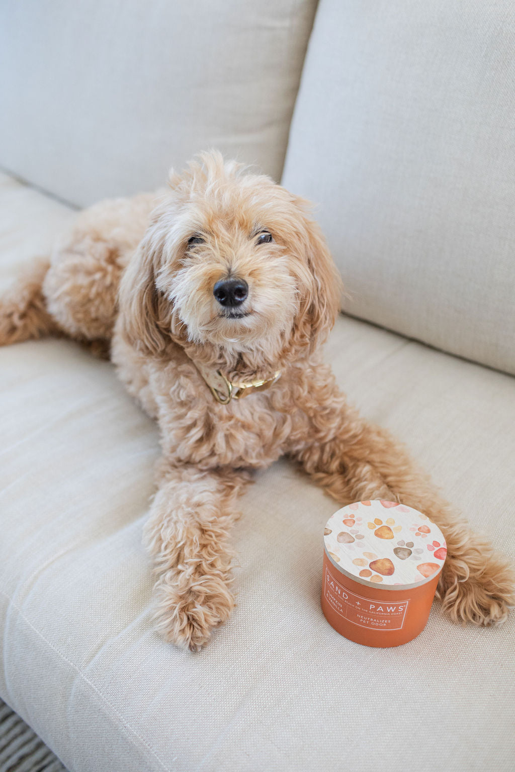 Scented Sand + Paws Pumpkin & Vanilla 12 oz scented candle