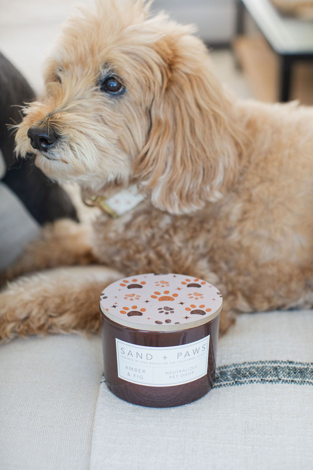 Scented Sand + Paws Amber & Fig 12 oz scented candle