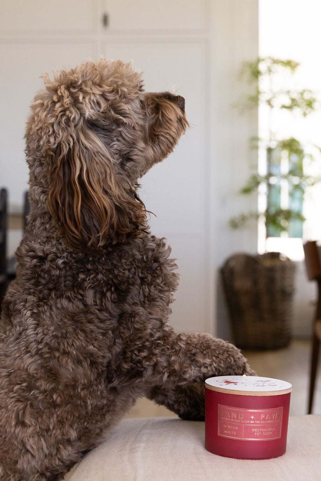 Scented Sand + Paws Winter White 12 oz scented candle