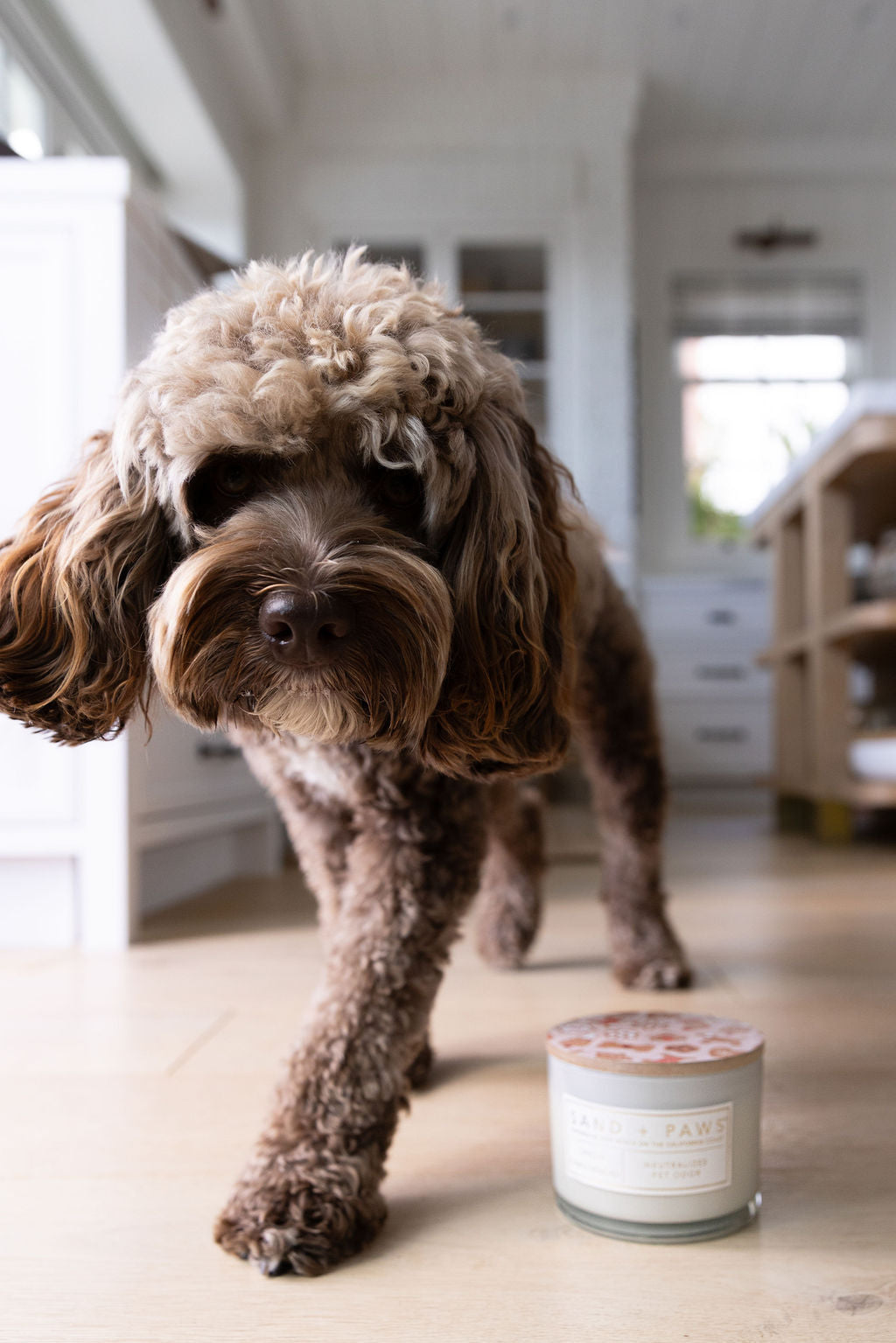 Scented Sand + Paws Spiced Gingerbread 12 oz scented candle