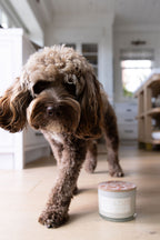 Scented Sand + Paws Spiced Gingerbread 12 oz scented candle