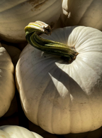Aromatic White Pumpkin 100 ml Reed Diffuser