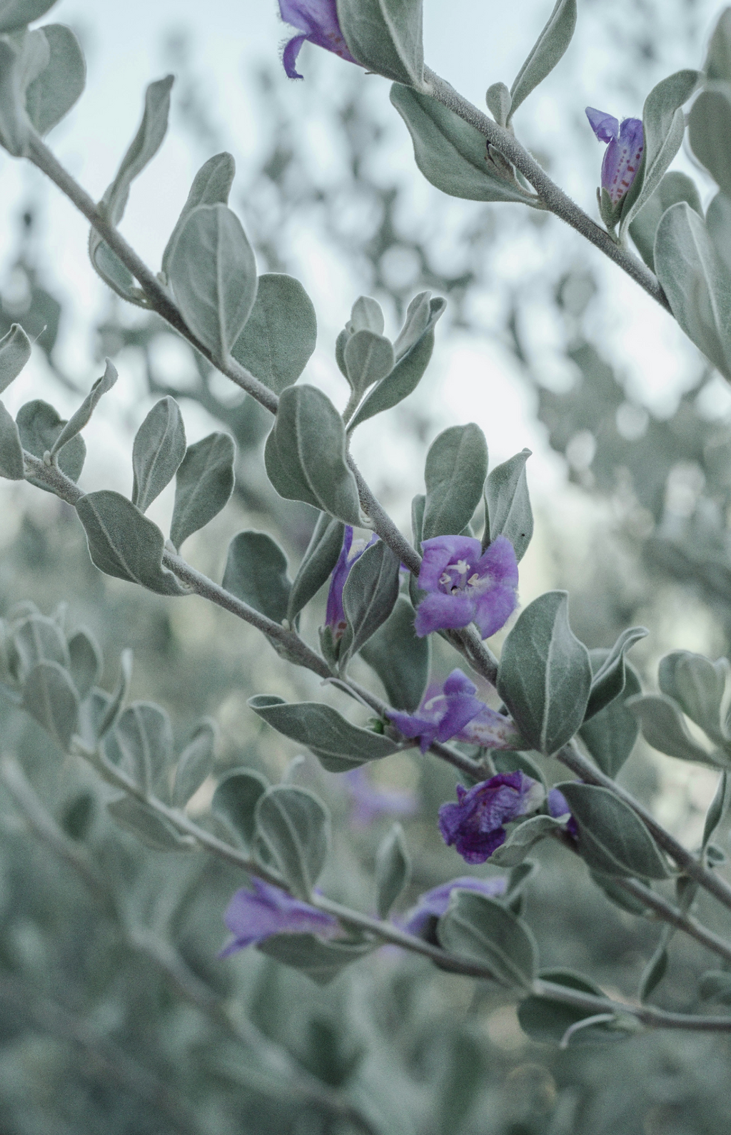 Scented Eucalyptus & Lavender 12 oz scented candle
