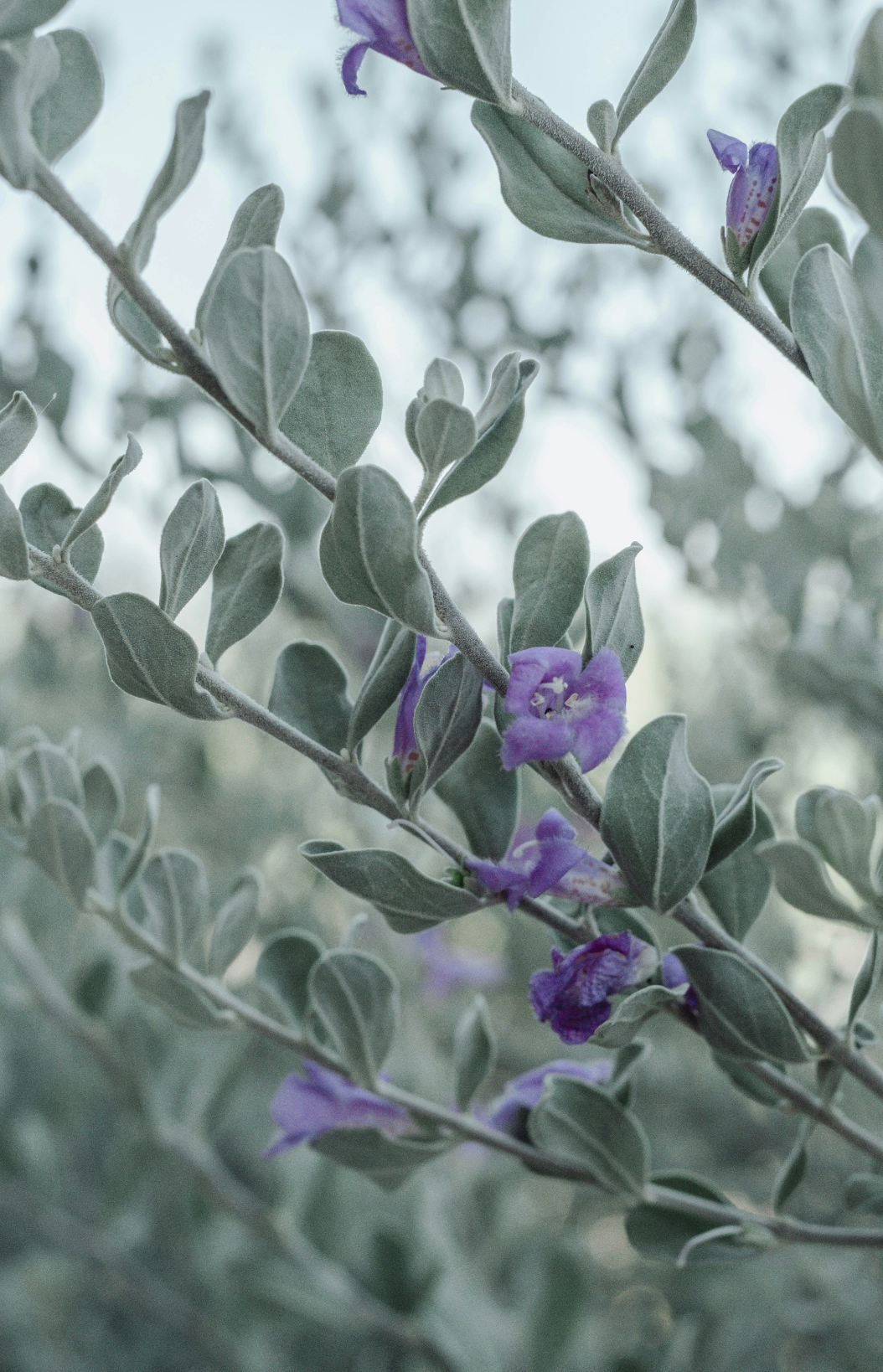 Scented Eucalyptus & Lavender 12 oz scented candle