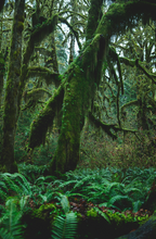 Scented Fern & Moss 23 oz scented candle