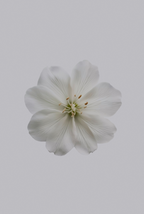 Scented Sand + Paws Fresh Jasmine 12 oz scented candle