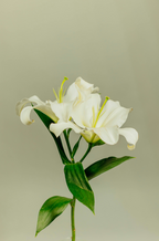 Aromatic Gardenia 180 ml Reed Diffuser