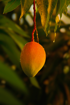 Scented Guava Mango 21 oz scented candle