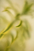 Scented Lemongrass 12 oz scented candle