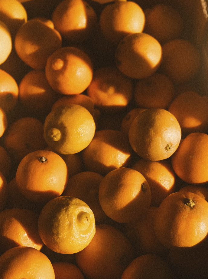 Scented Sand + Paws Golden Citrus 12 oz scented candle