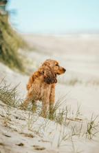 Scented Sand + Paws Sun-n-Fun 12 oz scented candle
