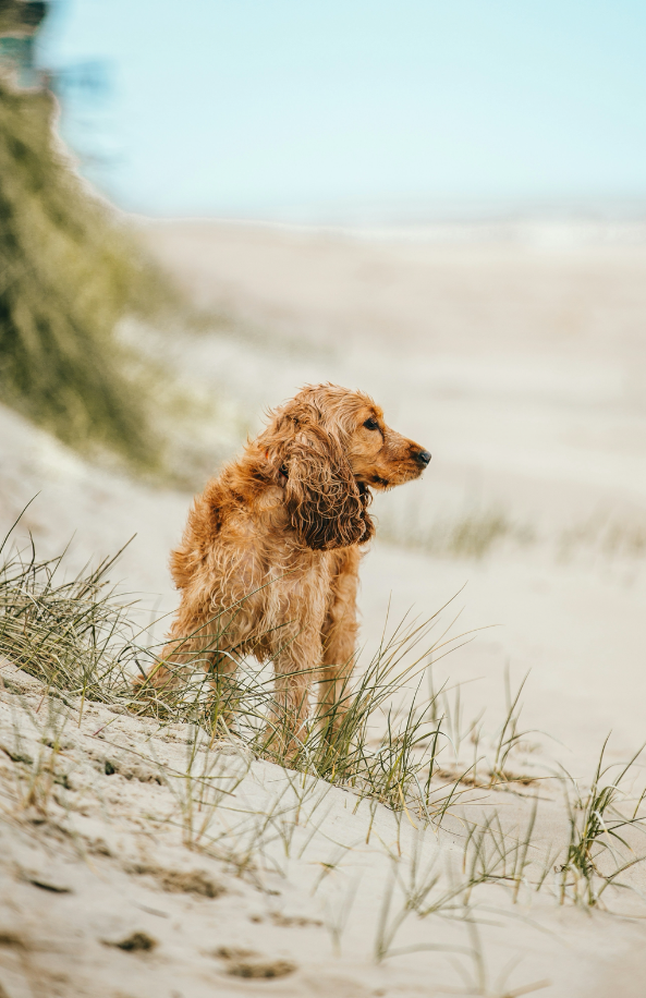 Scented Sand + Paws Sun-n-Fun 12 oz scented candle