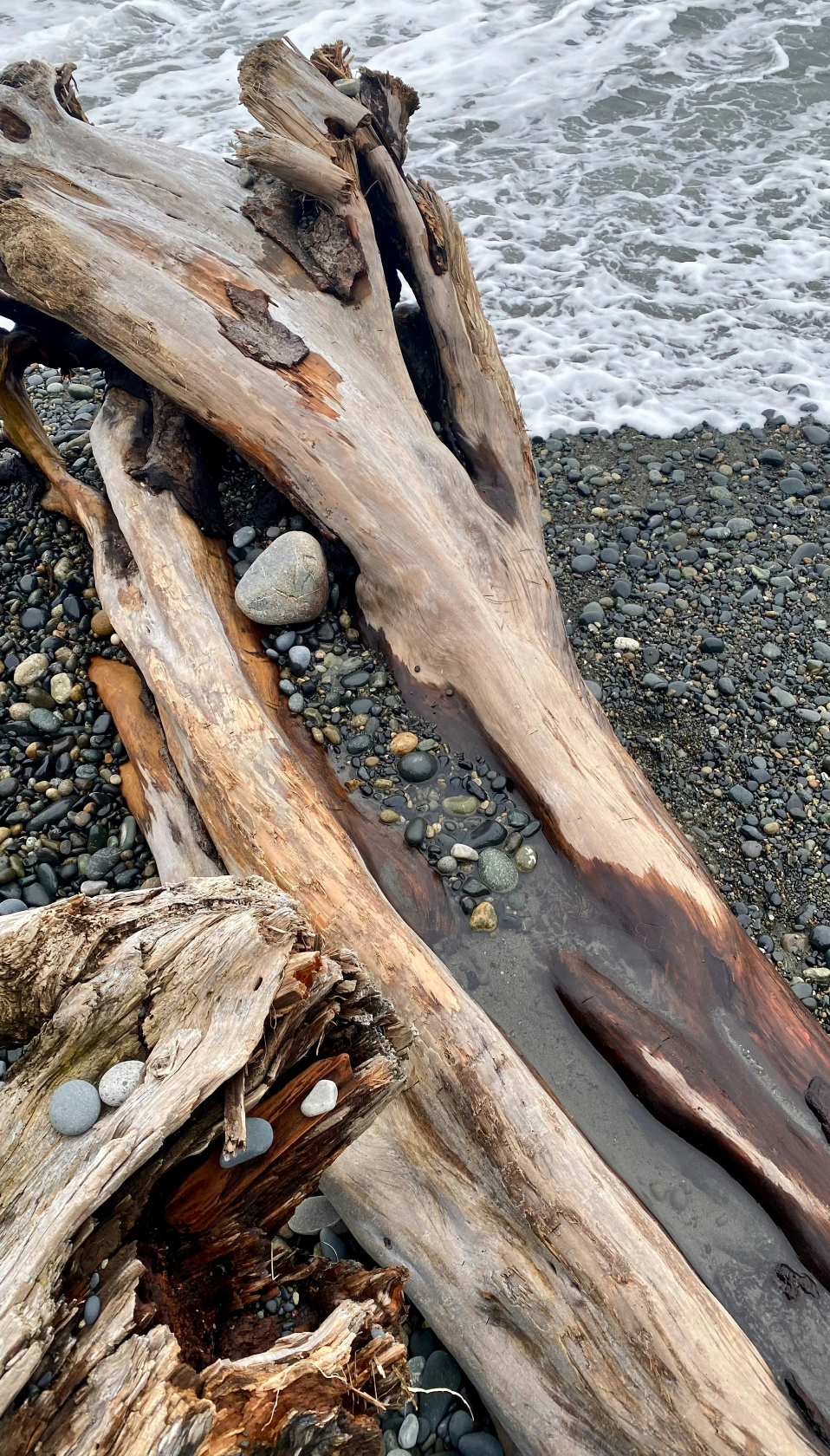 Scented Sand + Paws Ocean & Driftwood 12 oz scented candle