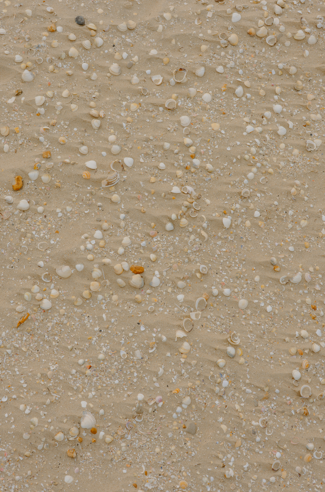 Scented Sand + Paws Ocean & Sea Salt 12 oz scented candle