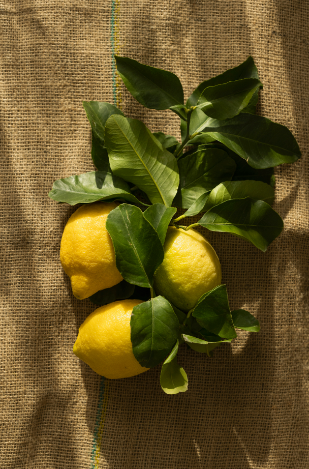 Scented Olive & Lemon 10 oz scented candle
