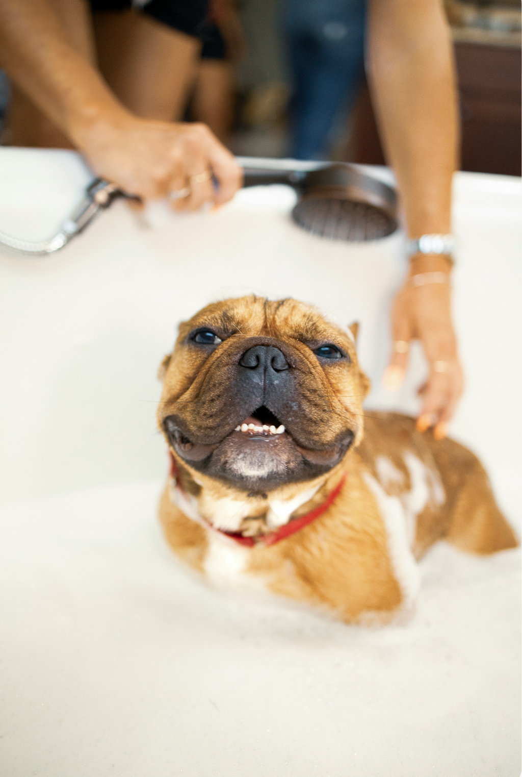 Practical Sand + Paws Pet Shampoo & Conditioner - Sweet Honey