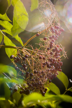 Scented Elderberry Cider 12 oz scented candle