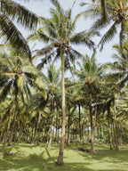 Radiant Balinese Coconut 106 ml Shimmer Hair & Body Perfume