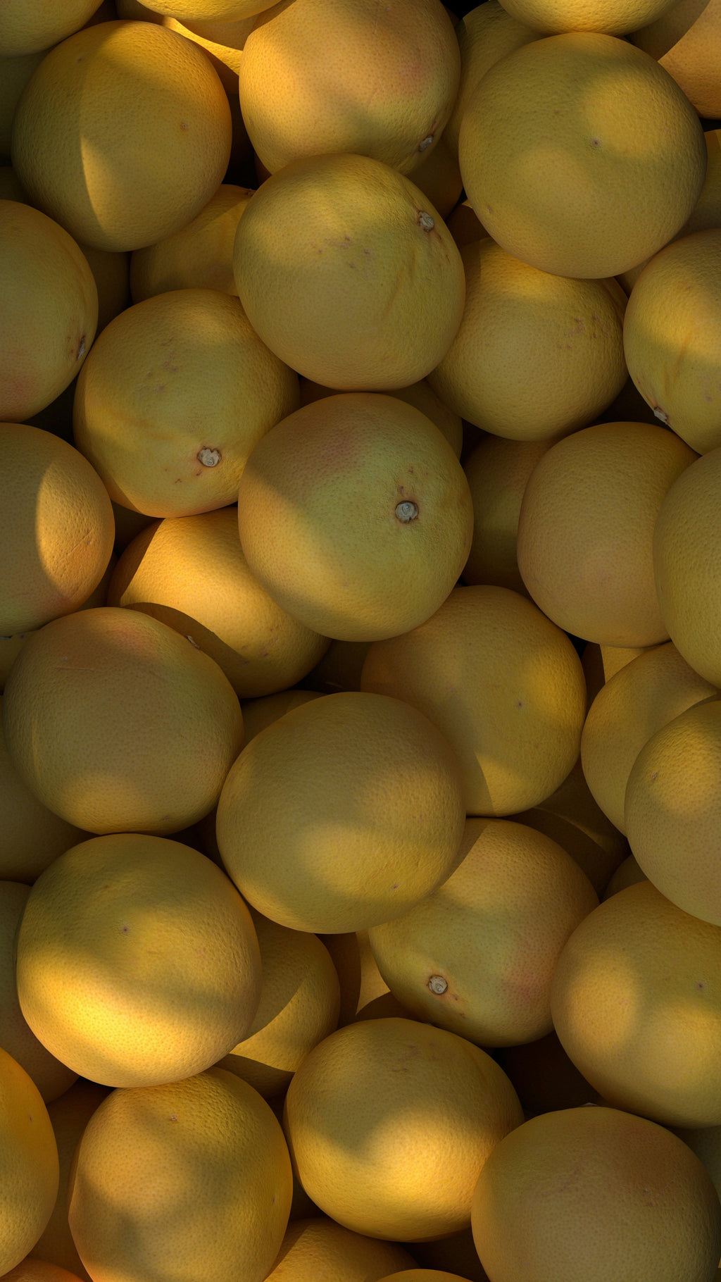 Scented Sun Washed Citrus 12 oz scented candle