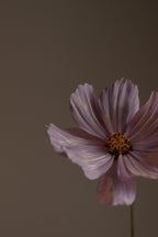 Hydrating Violet Sandalwood Body Lotion