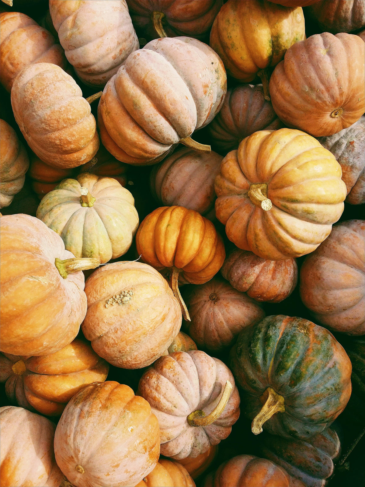 Scented Sand + Paws Pumpkin Harvest 12 oz scented candle