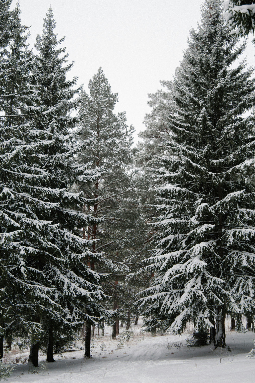 Scented Winter Pine 12 oz scented candle
