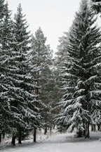 Scented Winter Pine 12 oz scented candle