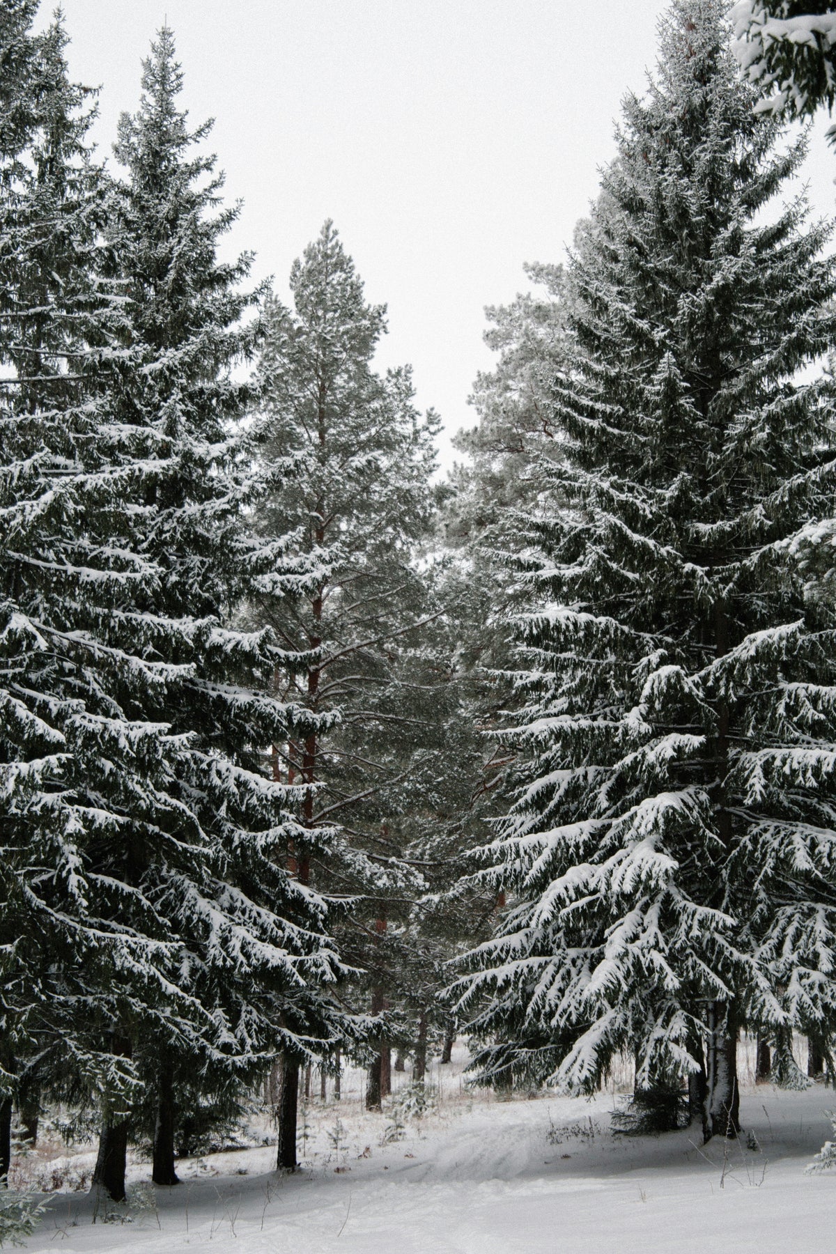 Scented Winter Pine 12 oz scented candle